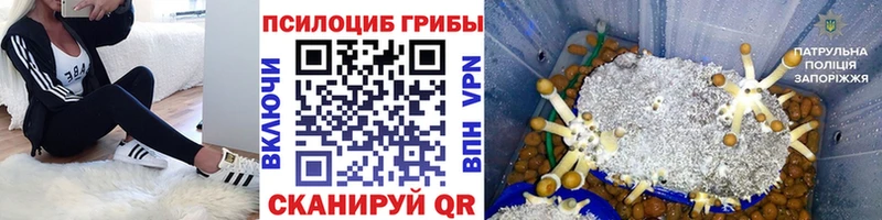 Галлюциногенные грибы Psilocybe  Юхнов 